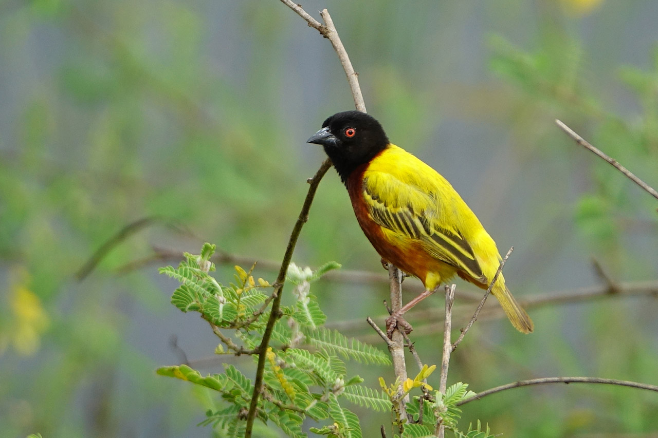 Golden-backed Weaver